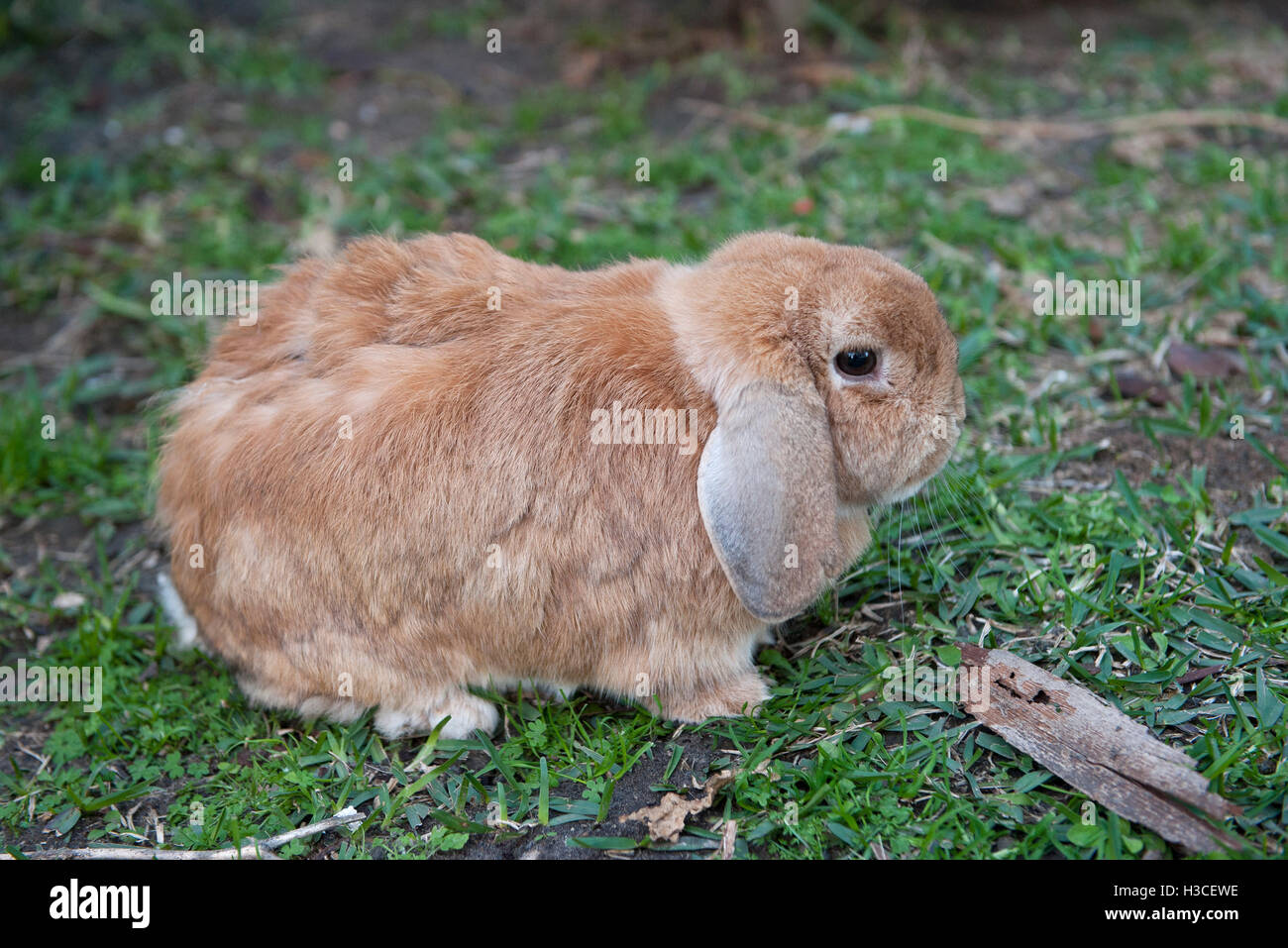 Kaninchen, ruht auf dem Rasen Stockfoto