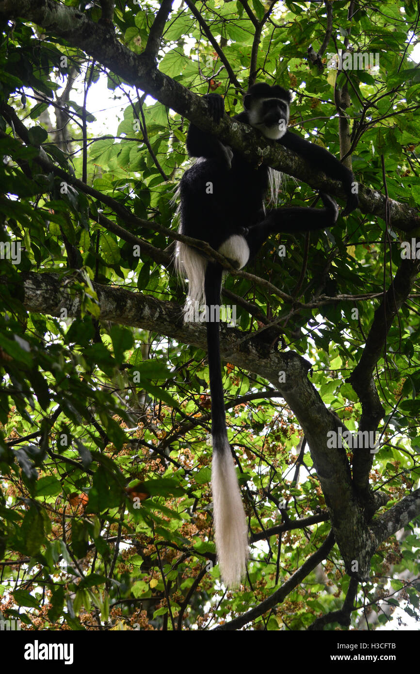 Black And White Colobus entspannen Sie sich auf einen Baum Stockfoto