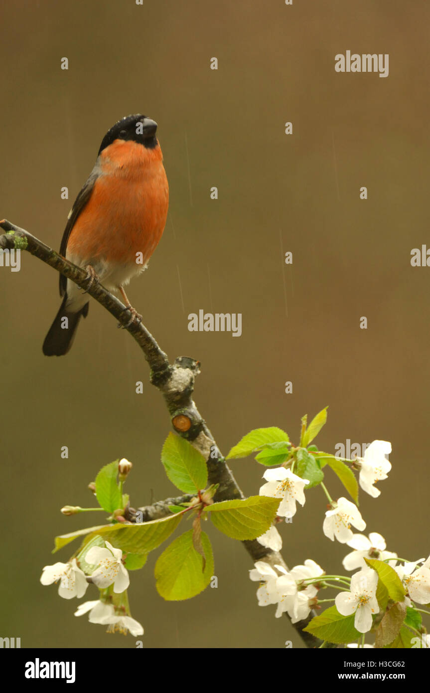 Gimpel Pyrrhula Pyrrhula thront auf Apfelblüte Ast Regendusche, Devon, April Stockfoto