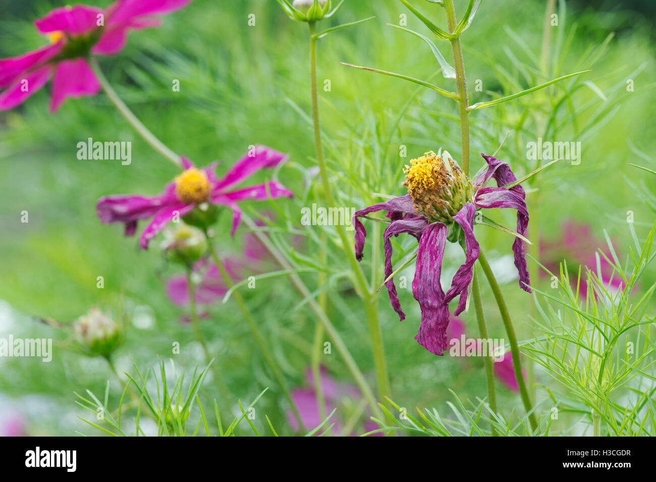 Verbrachte Cosmos Bipinnatus Blume Stockfoto