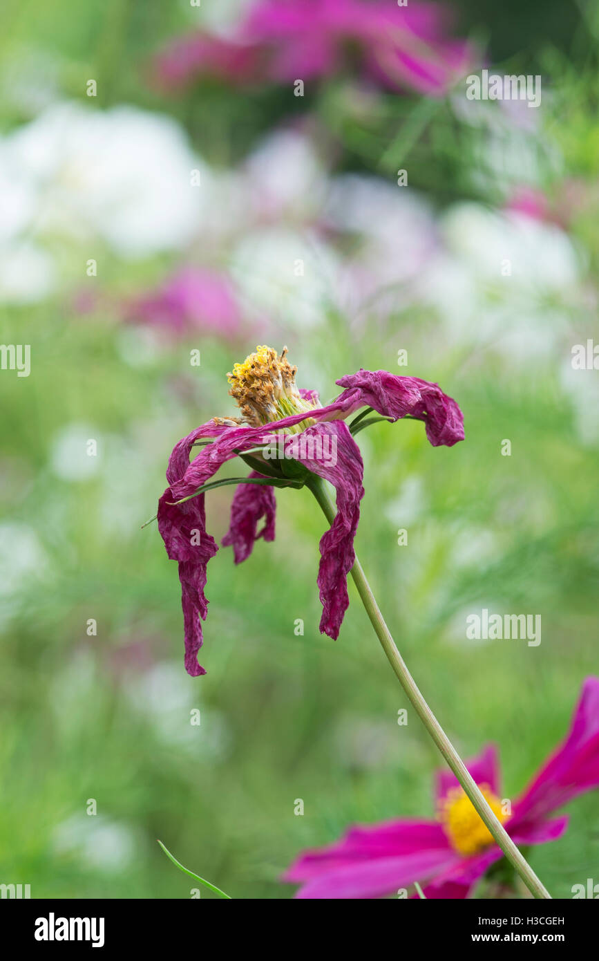Verbrachte Cosmos Bipinnatus Blume Stockfoto
