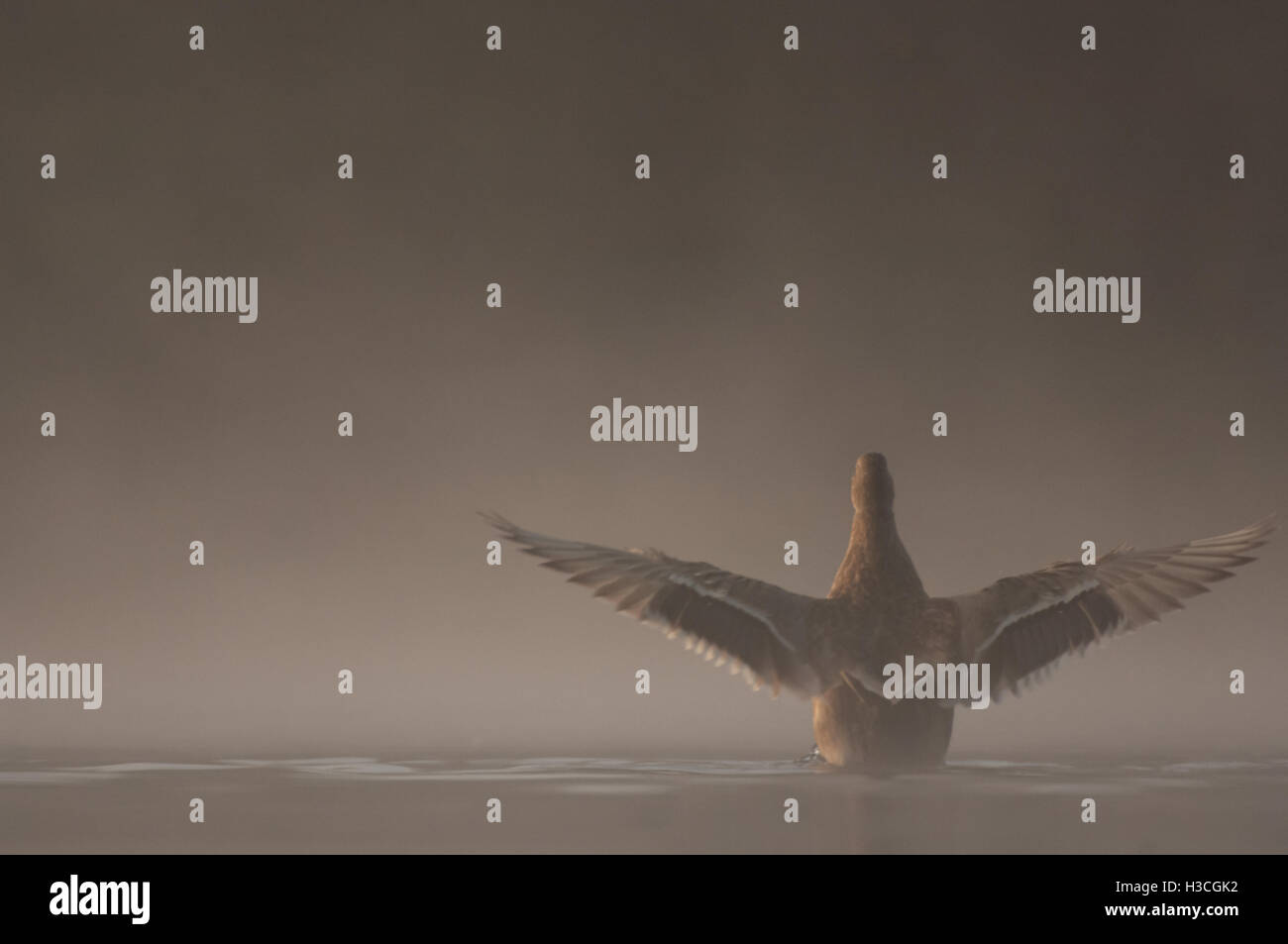 Stockente Anas Platyrhynchos schlagenden Flügeln nach putzen, zeigt Detail am Rücken hinten Flügel, Essex, September Stockfoto