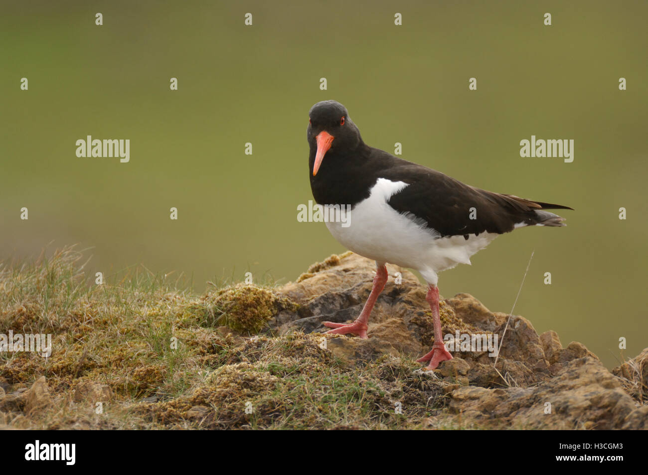 Austernfischer (Haematopus Ostralegus) auf Bruthabitat, Shetland-Inseln, Juni Stockfoto