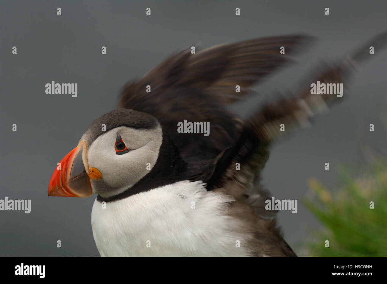 Papageitaucher (Fratercula Arctica) schlagen Flügel nach putzen, Shetland-Inseln, Juni Stockfoto