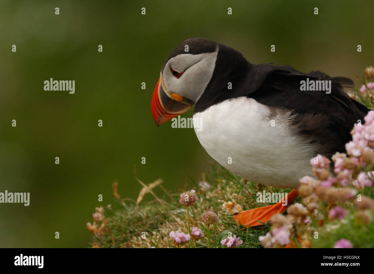 Papageitaucher (Fratercula Arctica) in unter Meer Sparsamkeit, Shetland-Inseln, Juni Stockfoto