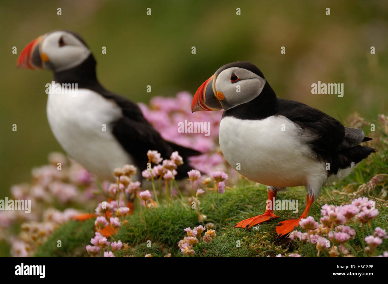 Papageitaucher (Fratercula Arctica) in unter Meer Sparsamkeit, Shetland-Inseln, Juni Stockfoto