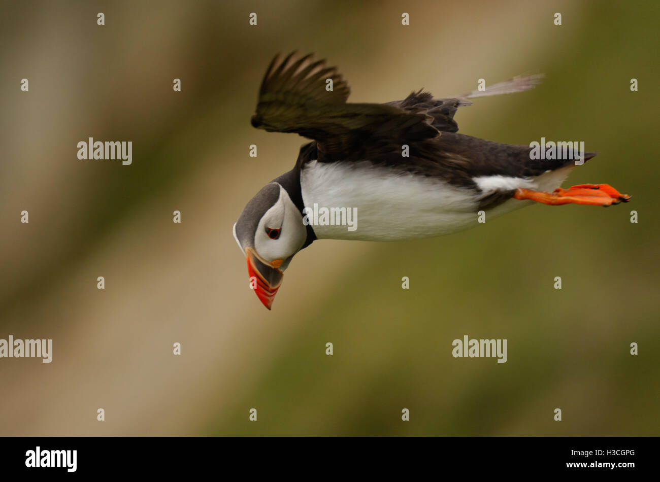 Papageitaucher (Fratercula Arctica) im Flug, Shetland-Inseln, Juni Stockfoto