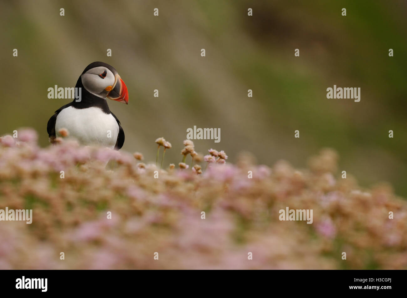 Papageitaucher (Fratercula Arctica) in unter Meer Sparsamkeit, Shetland-Inseln, Juni Stockfoto