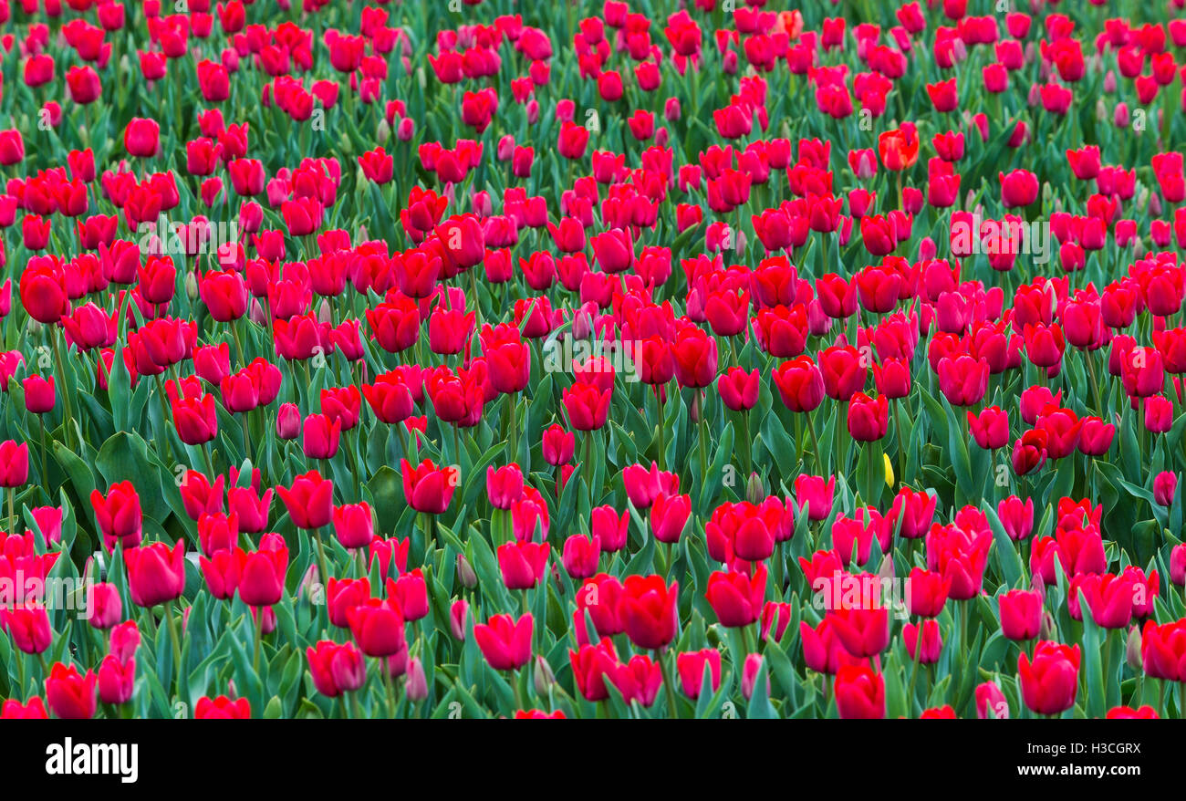 Plantacion De La Flor Tulipan de las Cercanias De La Ciudad de Osorno, Decima Region de Chile. Estas Plantaciones de Flores Sohn Stockfoto