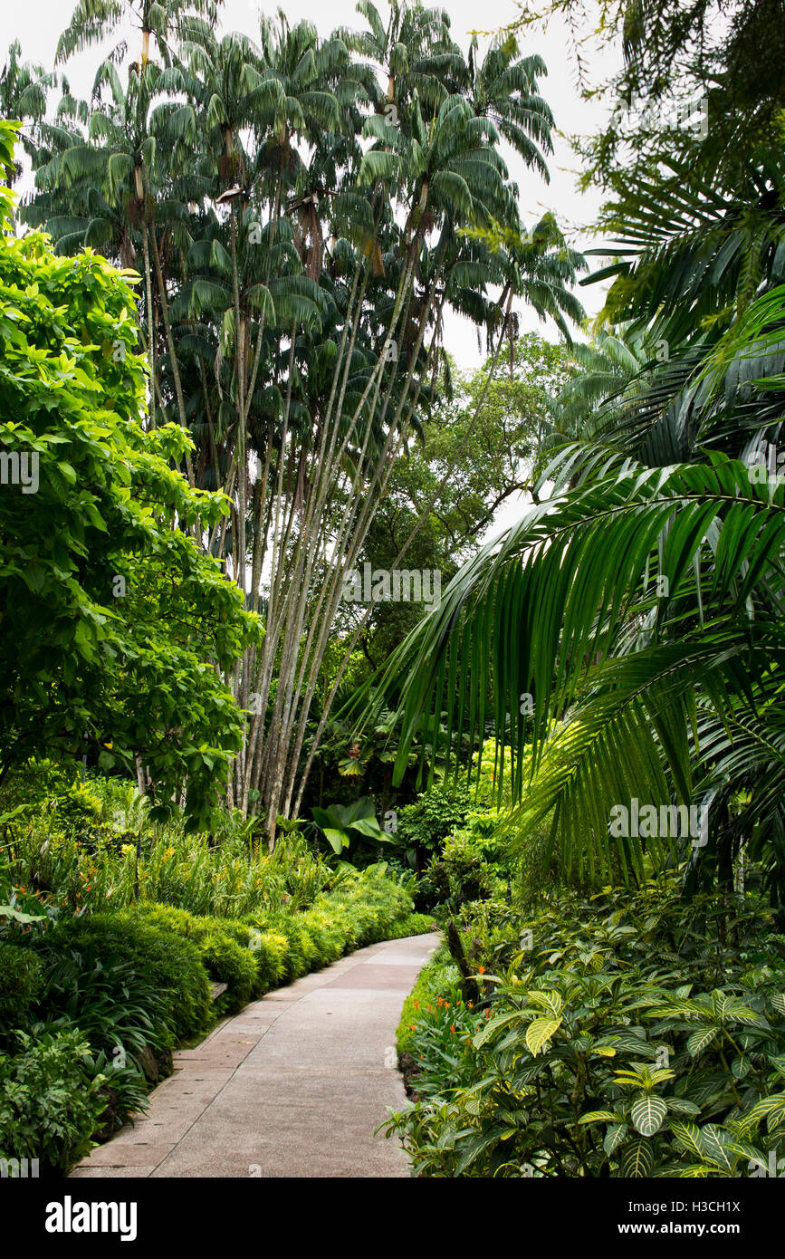 Singapur, Botanic Gardens und National Orchid Garden Bambus neben Weg Stockfoto