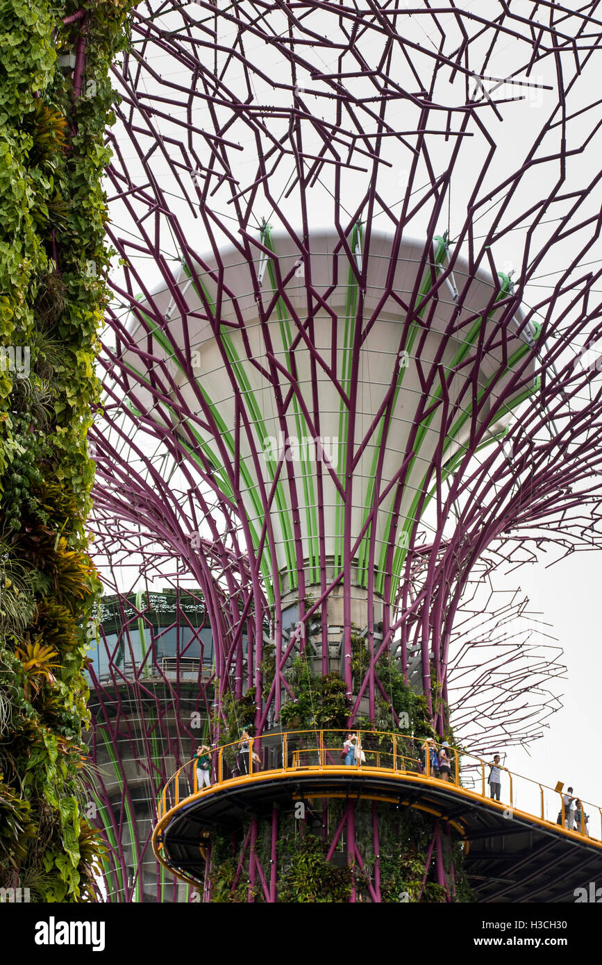 Singapur, erhöhte Gärten durch die Bucht, Supertree Grove, Besucher auf OCBC Skyway Spaziergang Stockfoto
