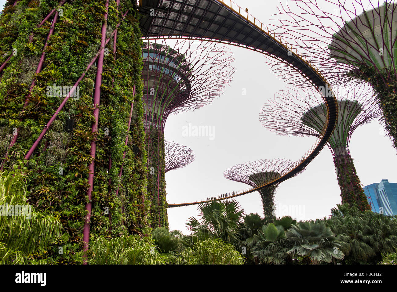 Singapur, erhöhte Gärten an der Bucht, Supertree Grove, OCBC Skyway Spaziergang Stockfoto