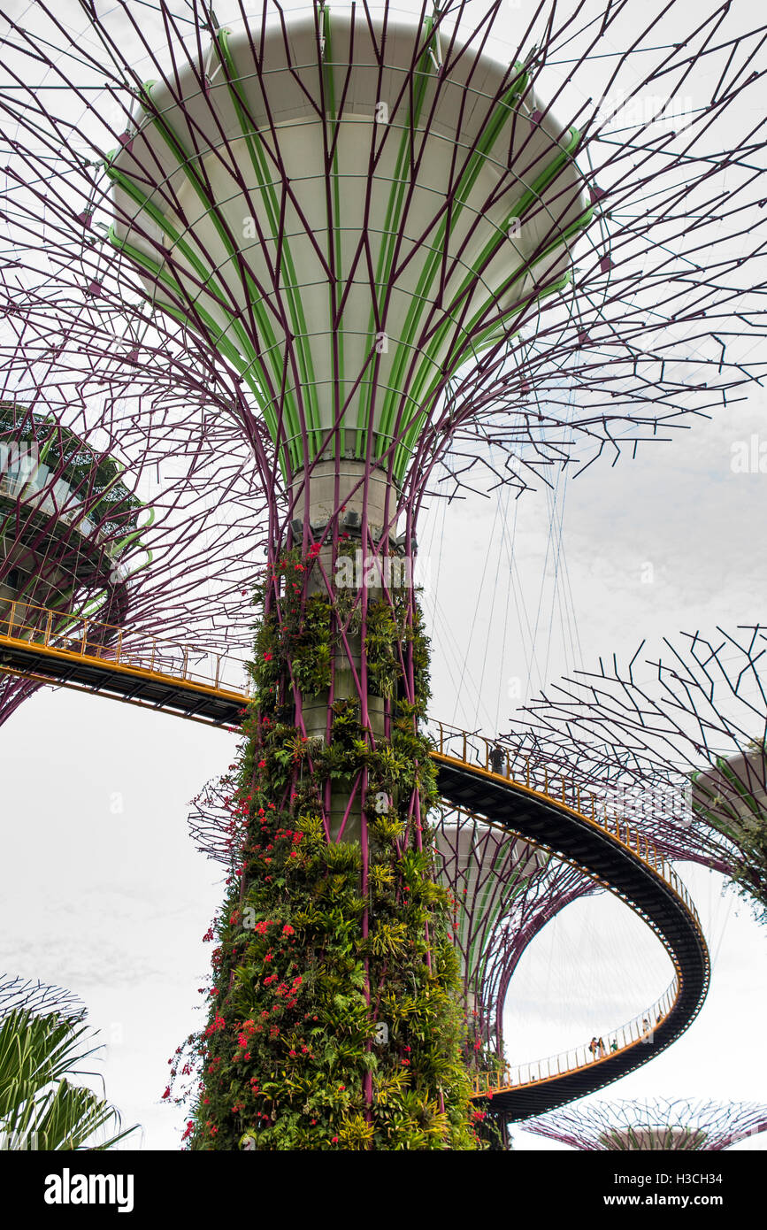 Singapur, erhöhte Gärten an der Bucht, Supertree Grove, OCBC Skyway Spaziergang Stockfoto