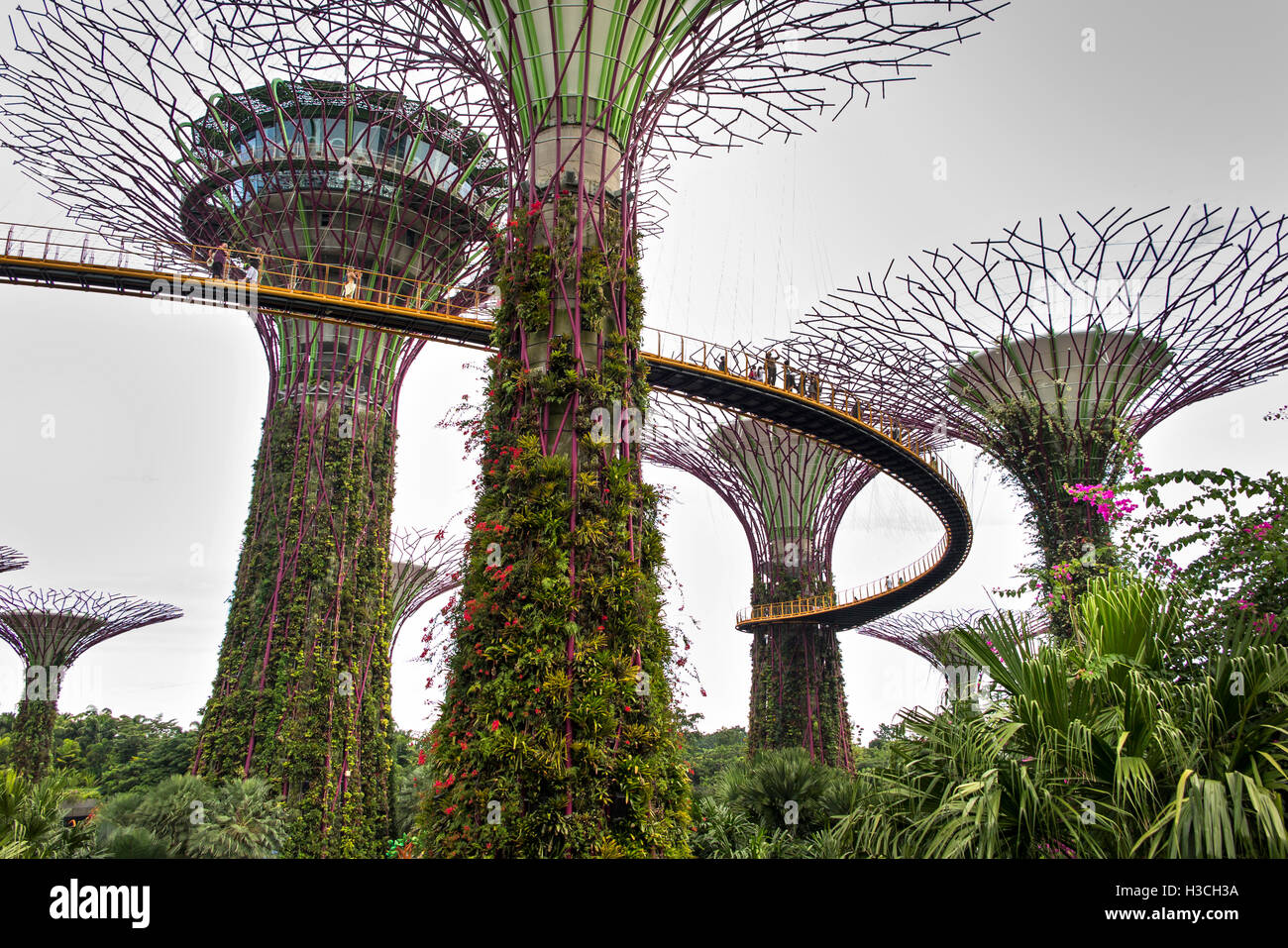 Singapur, erhöhte Gärten an der Bucht, Supertree Grove, OCBC Skyway Spaziergang Stockfoto