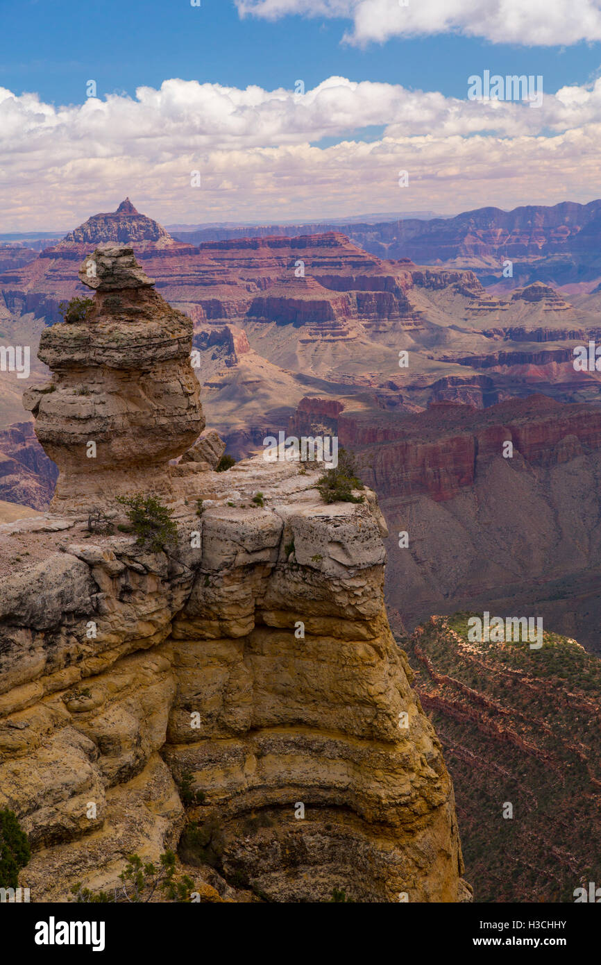 Ente auf einem Felsen. Diese malerischen Aussichtspunkt liegt östlich von Grand Canyon Village zwischen Yaki und Grandview Punkte entlang Desert View Drive o Stockfoto