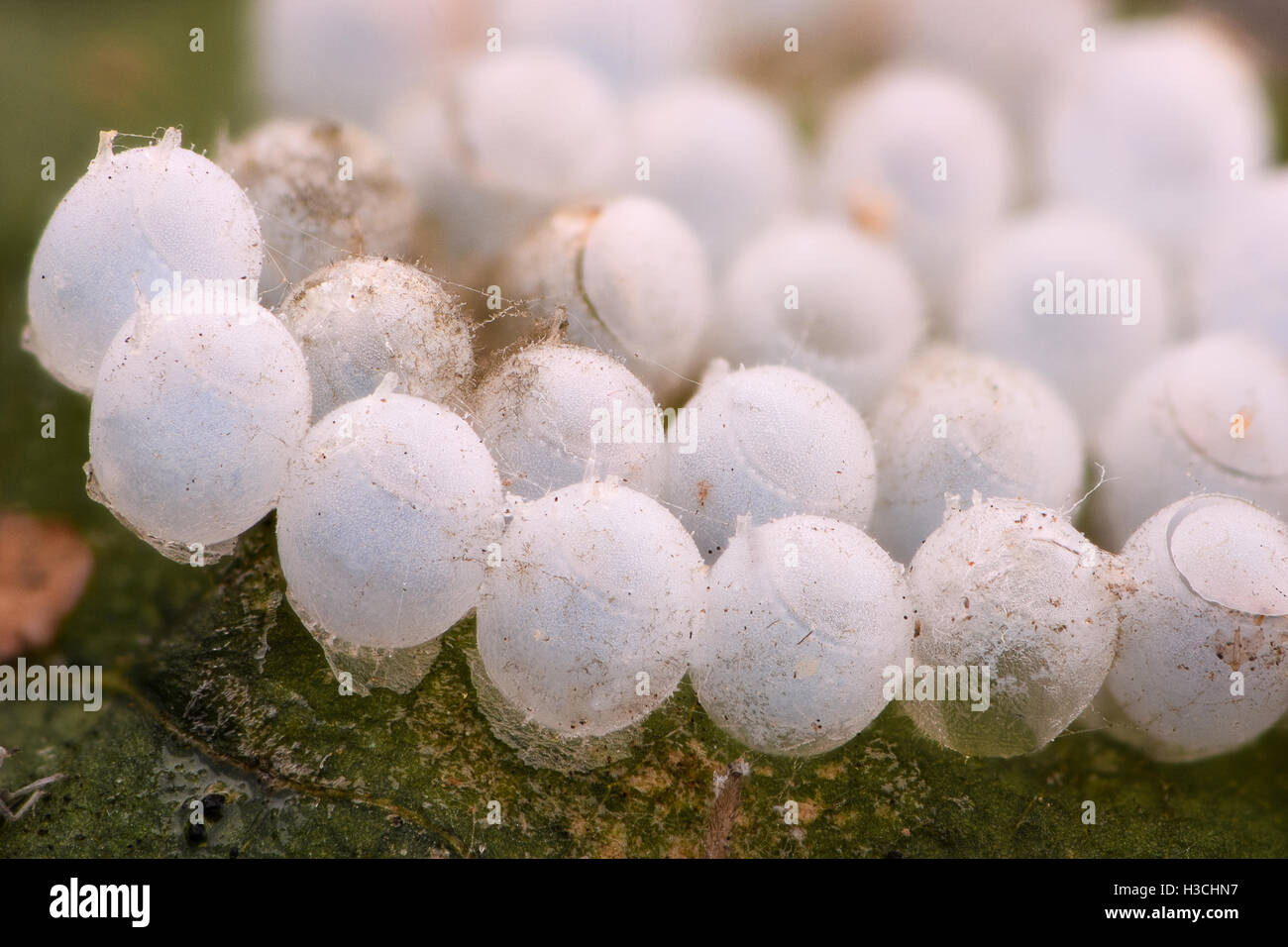 Extreme Vergrößerung - Eiern Stink Bug Stockfoto
