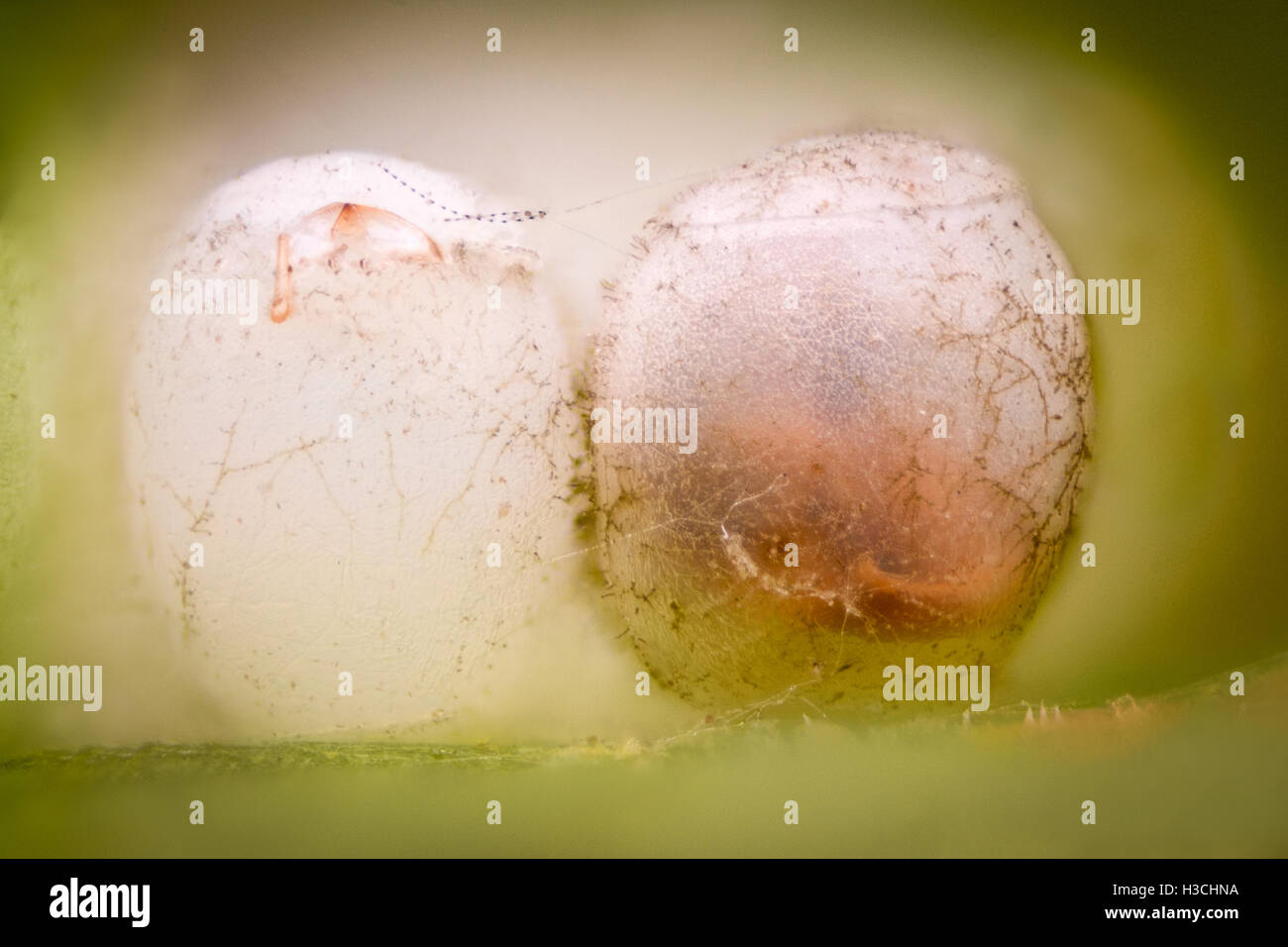 Extreme Vergrößerung - Eiern Stink Bug Stockfoto