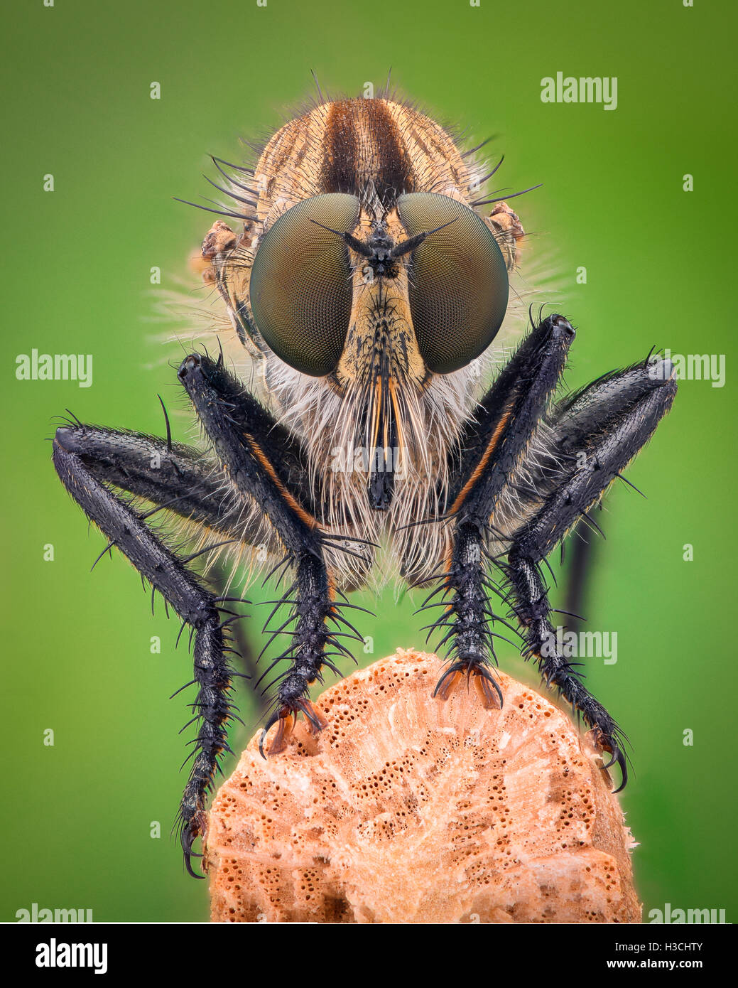 Extreme Vergrößerung - Räuber fliegen, Vorderansicht Stockfoto