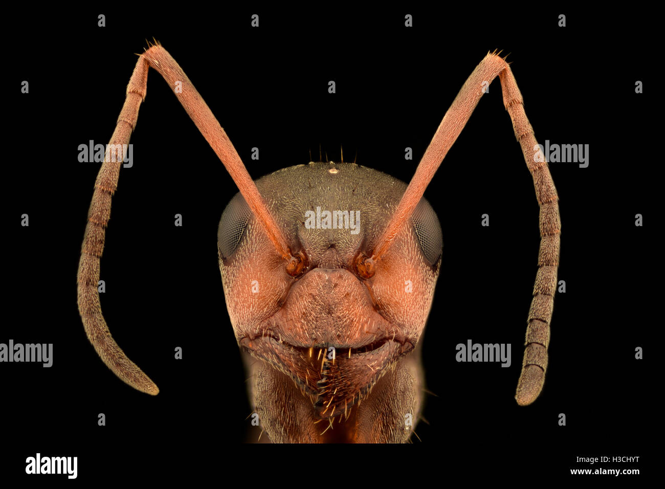 Extreme Vergrößerung - Ant-Porträt Stockfoto