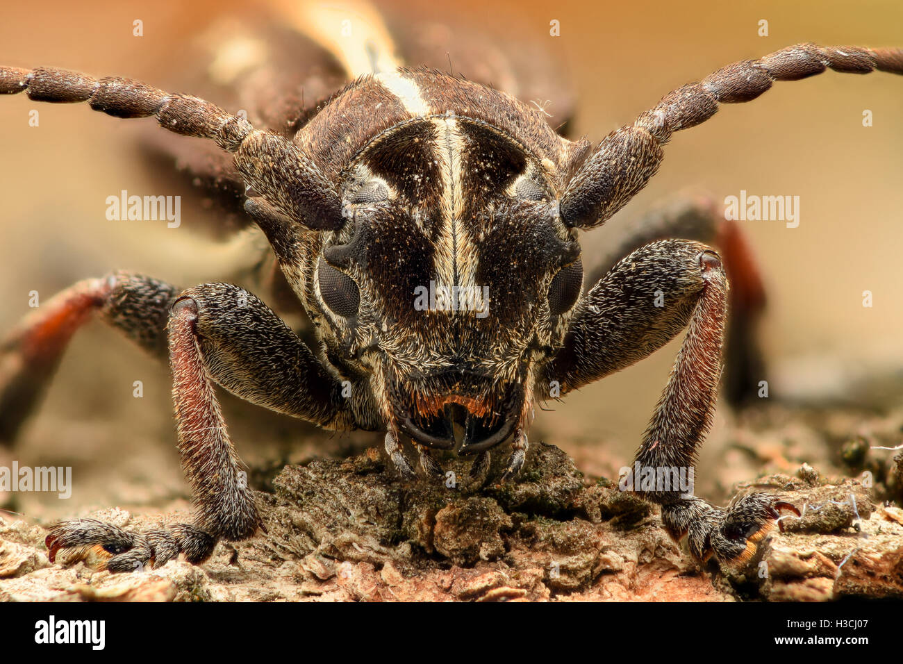 Extreme Vergrößerung - Bug, Vorderansicht Stockfoto