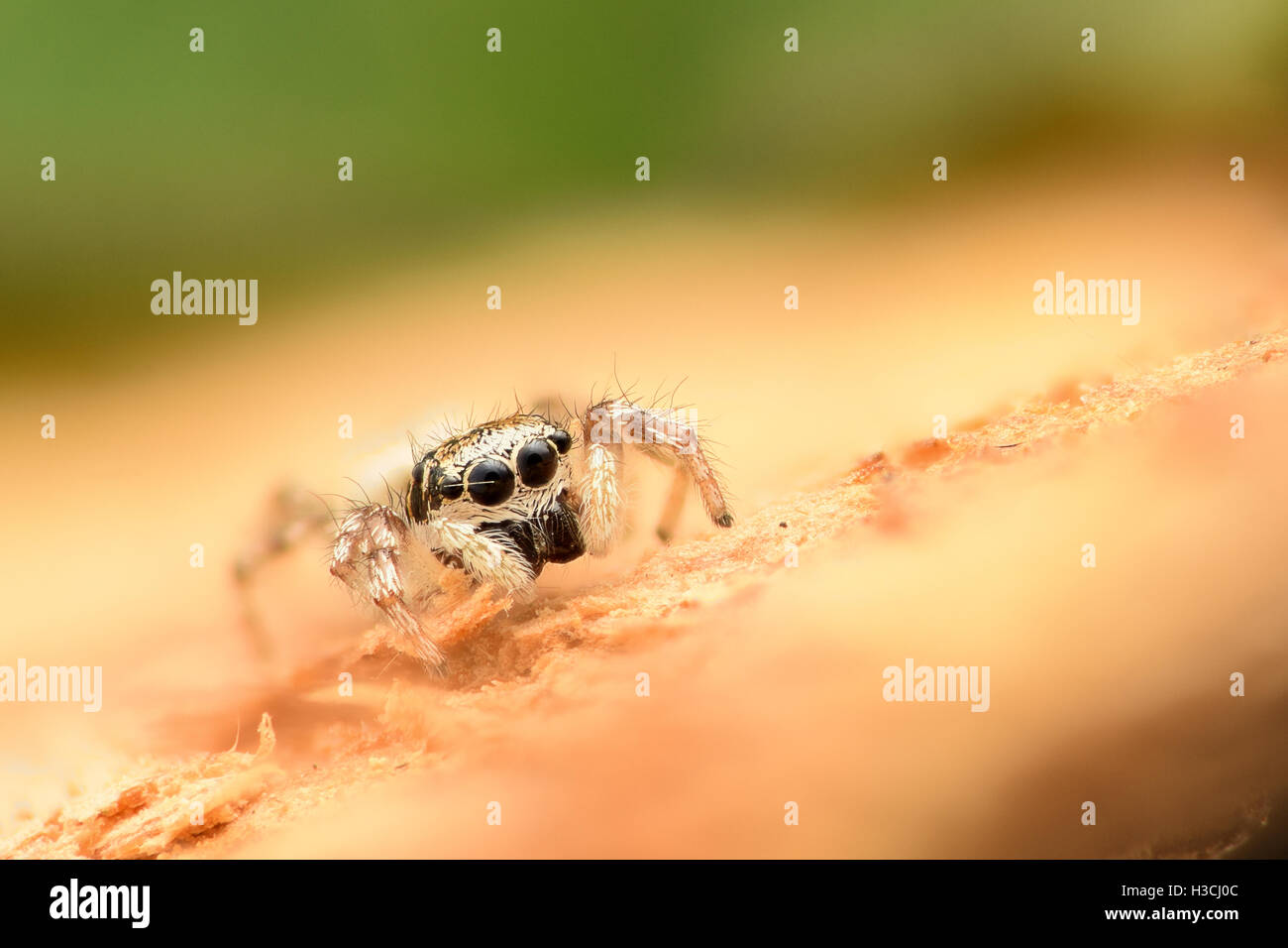 Extreme Vergrößerung - Jumping Spider Stockfoto