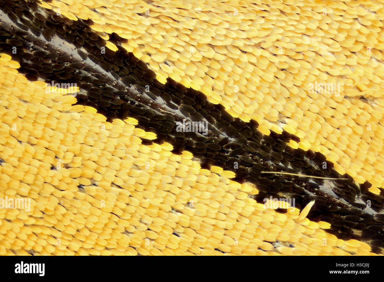 Extreme Vergrößerung - Schmetterlingsflügel am Mikroskop Stockfoto
