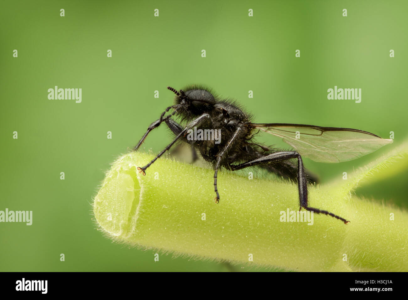 Schwarze Wespe in der Natur Stockfoto