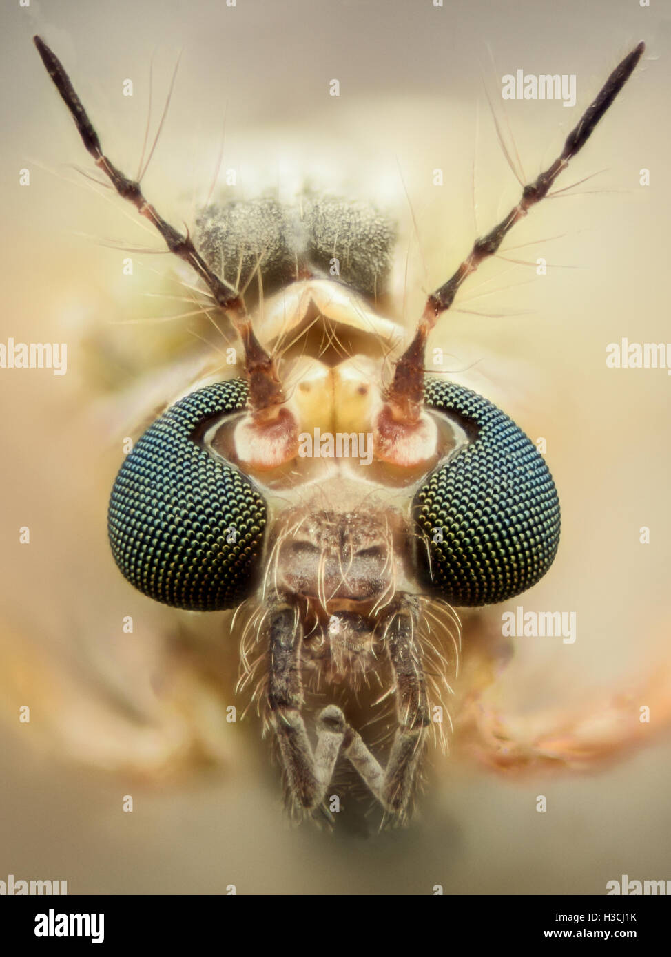 Extreme Vergrößerung - Mosquito Kopf, dünnen Antennen Stockfoto