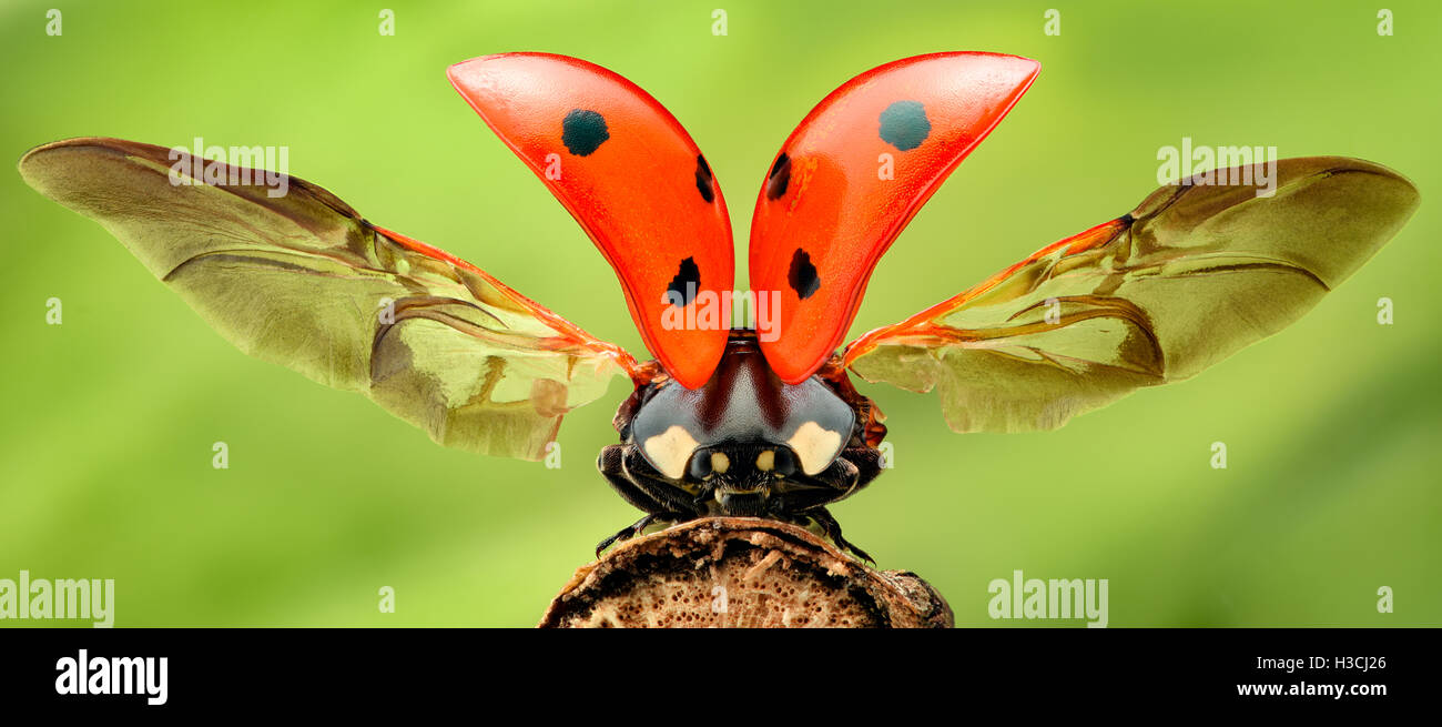 Extreme Vergrößerung - Marienkäfer mit Verbreitung Flügel Stockfoto