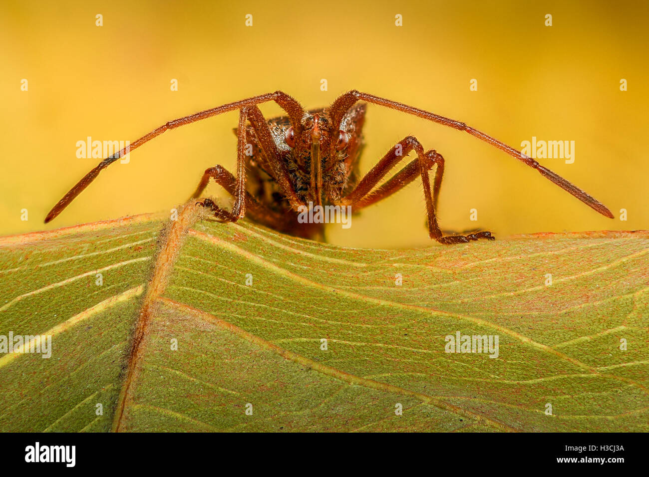 Extreme Vergrößerung - Stink Bug auf einem Blatt Stockfoto