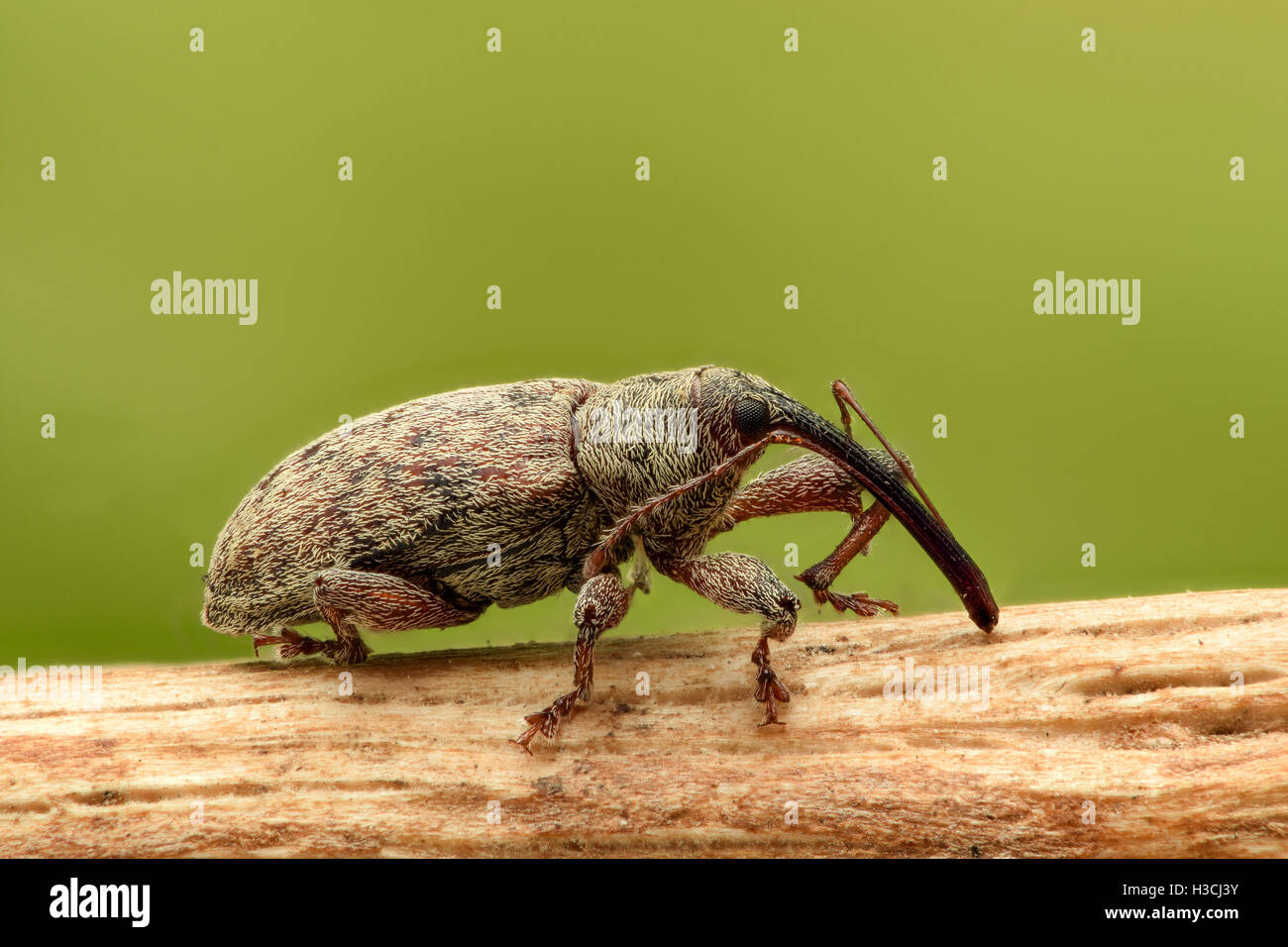 Extreme Vergrößerung - Käfer auf einem Stick, Seitenansicht Stockfoto