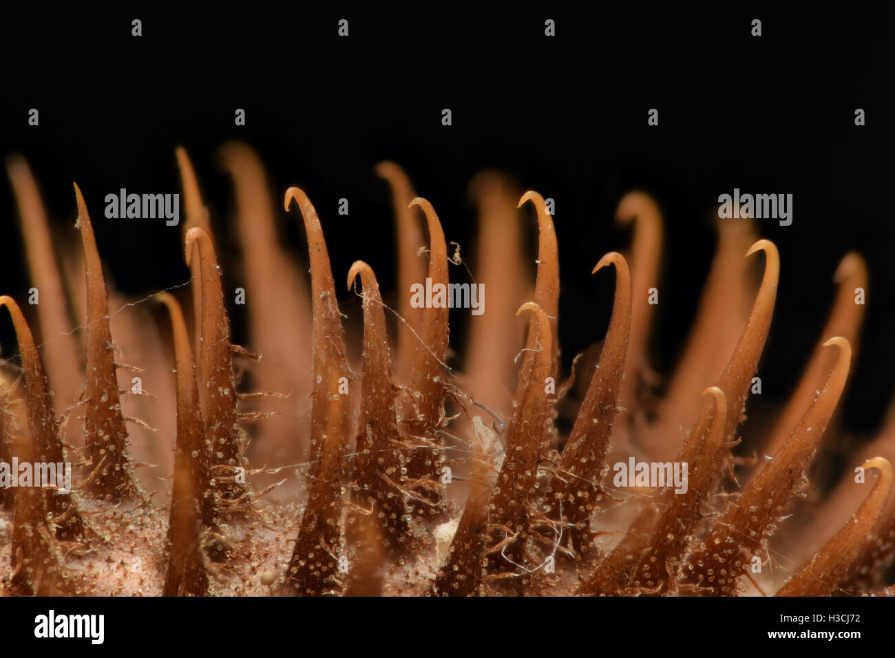 Extreme Vergrößerung - Distel mit scharfen Haken Stockfoto