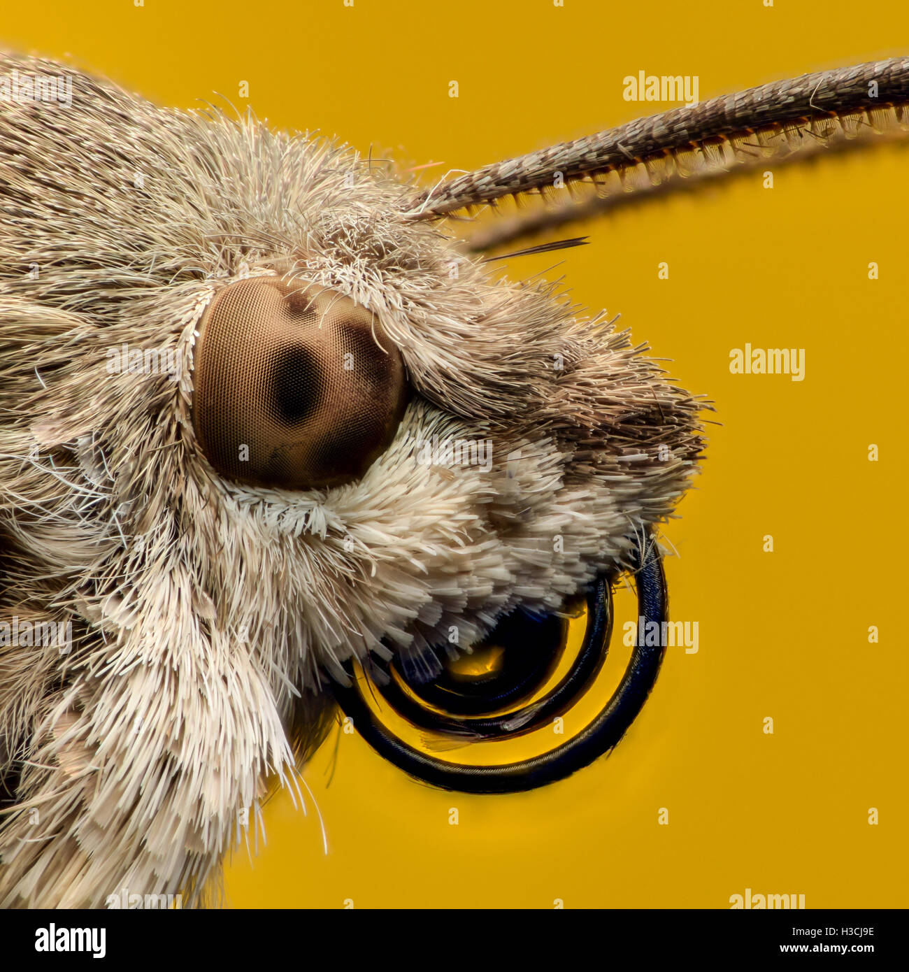 Kolibri Falke-Motte Porträt, extreme Vergrößerung Stockfoto