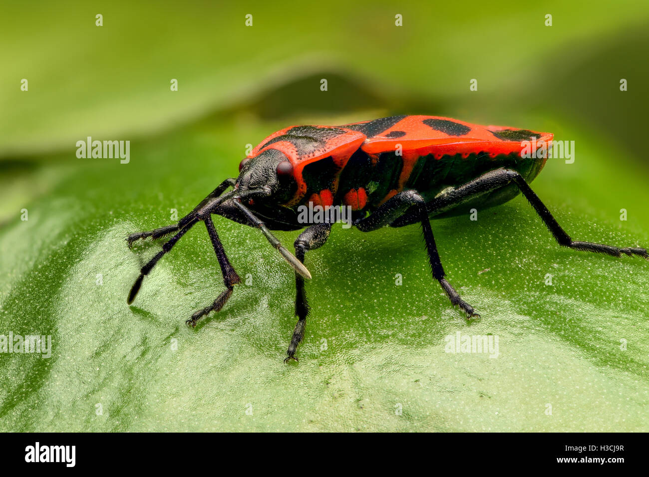 Schwarze und rote Bug, Lygaeus Equestris auf einem Blatt Stockfoto