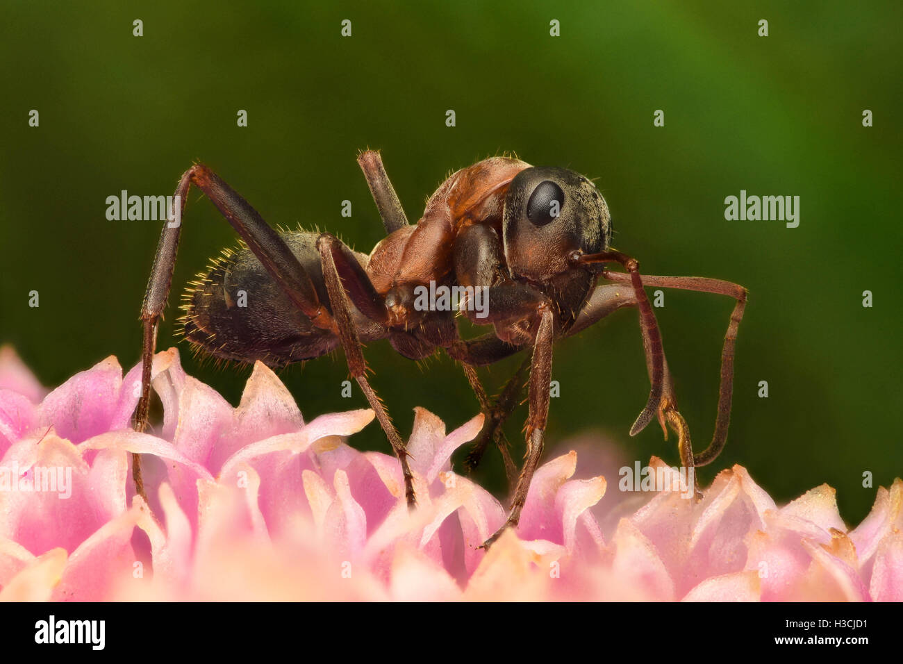 Hohe Vergrößerung - Ameise auf Blume Stockfoto