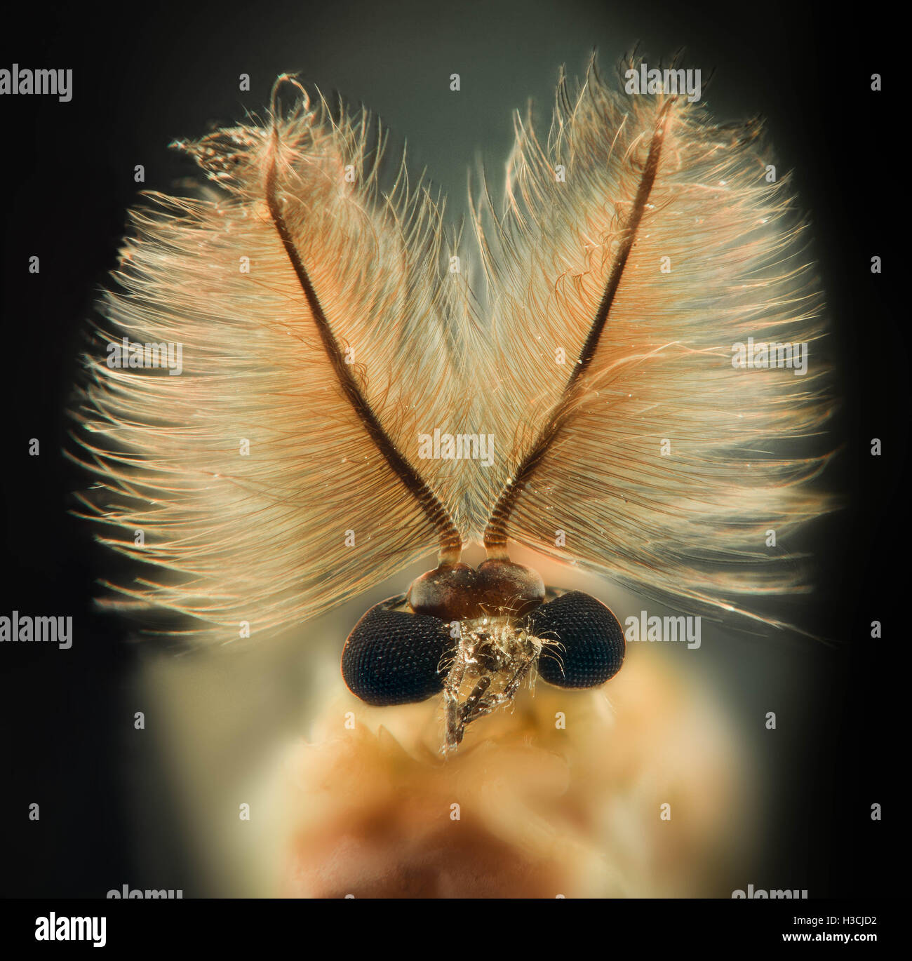 Extreme Vergrößerung - Mosquito Kopf, behaarte Antennen Stockfoto