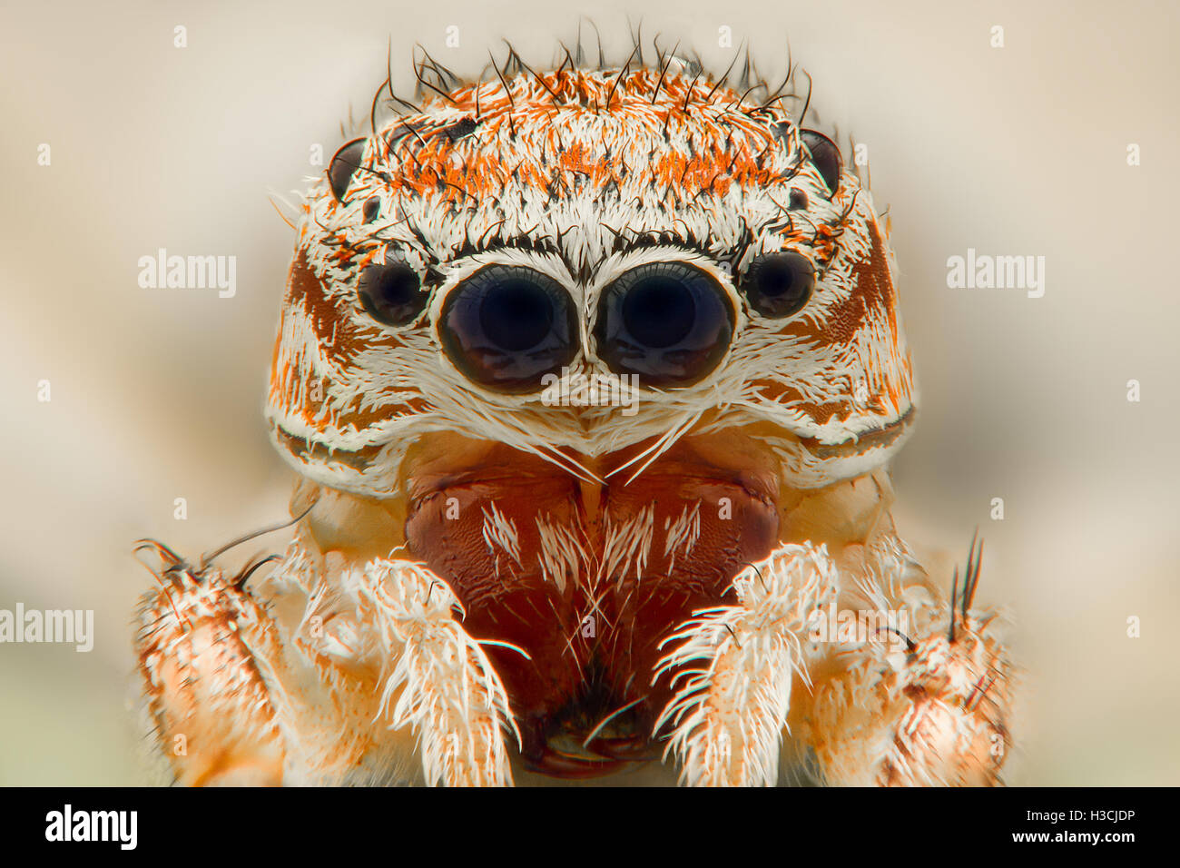 Extreme Vergrößerung - Jumping Spider Portrait, Vorderansicht Stockfoto