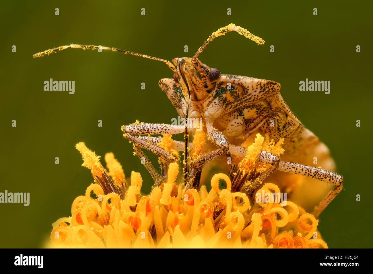 Extreme Vergrößerung - Stink Bug, hochauflösend. Stockfoto