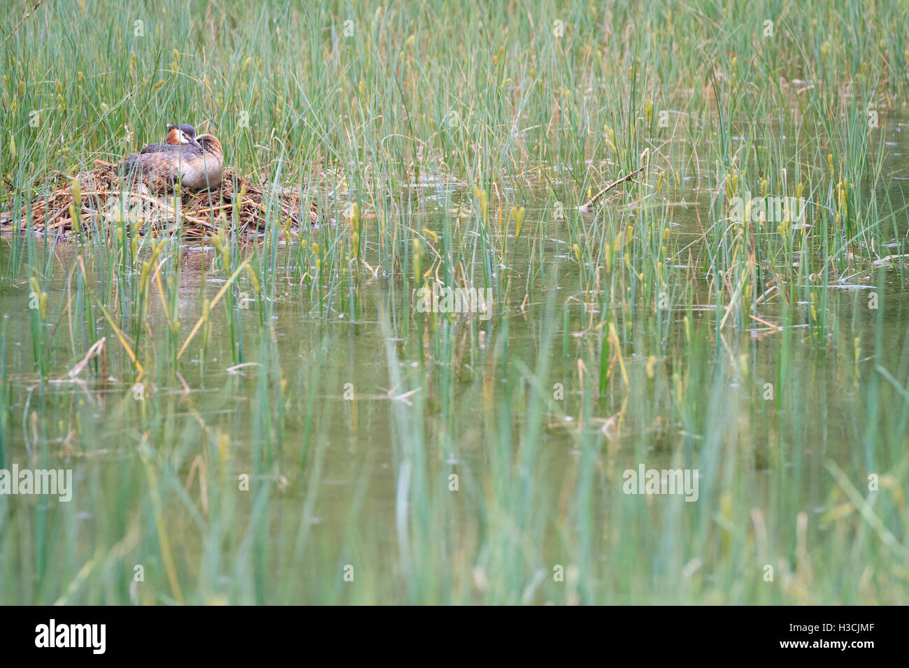 Haubentaucher (Podiceps Cristatus) am Nest. Hintersee-See. Oberbayern. Deutschland. Stockfoto