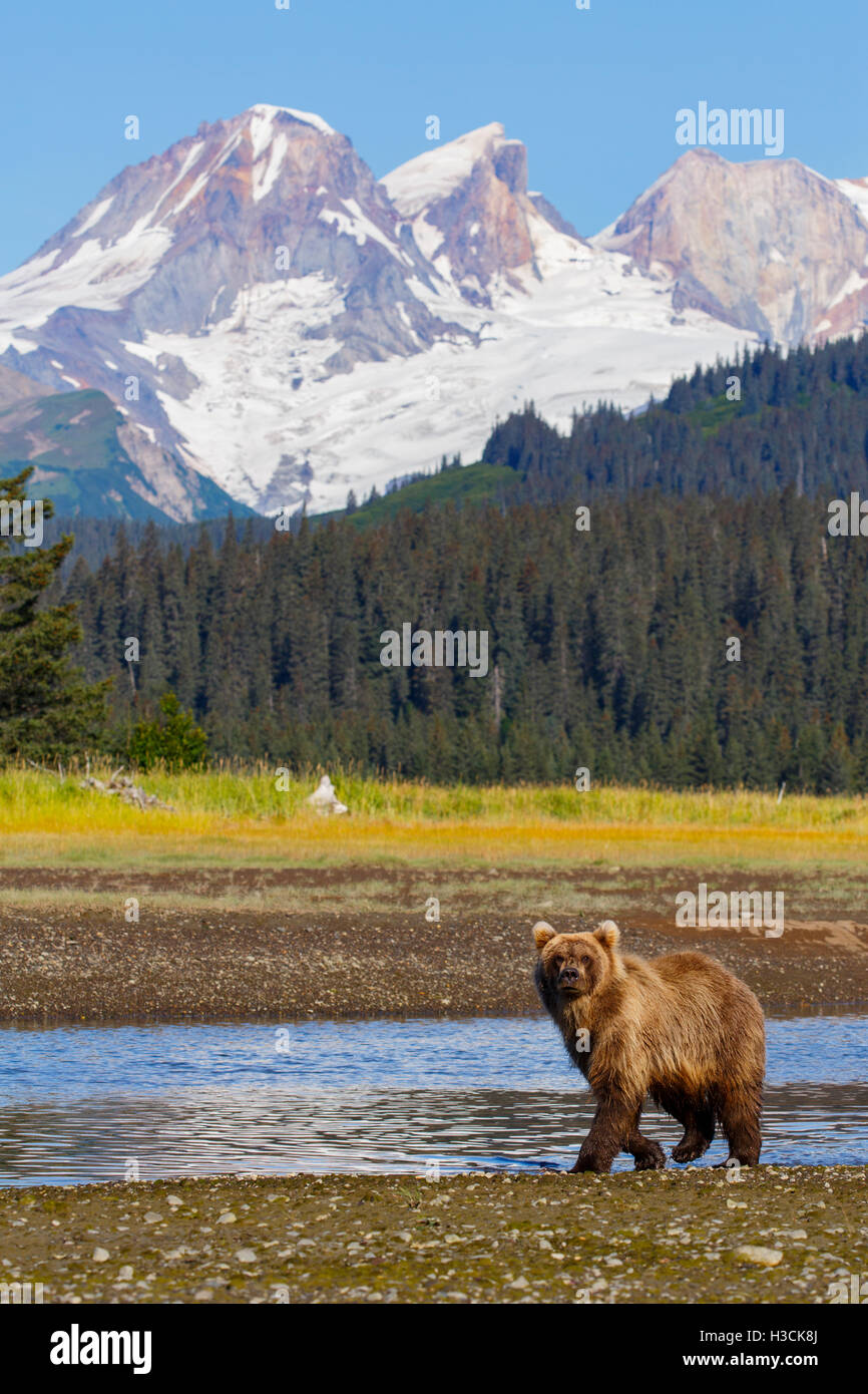 Braun / Grizzly Bär mit Vulkan Mount Iliamna Lake-Clark-Nationalpark, Alaska. Stockfoto