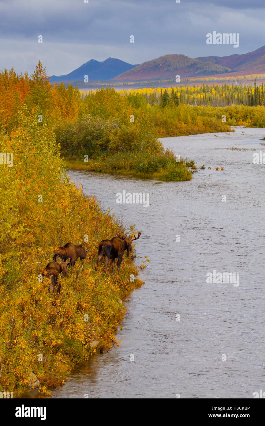Elche in den Herbstfarben entlang der Dalton Highway, Alaska. Stockfoto