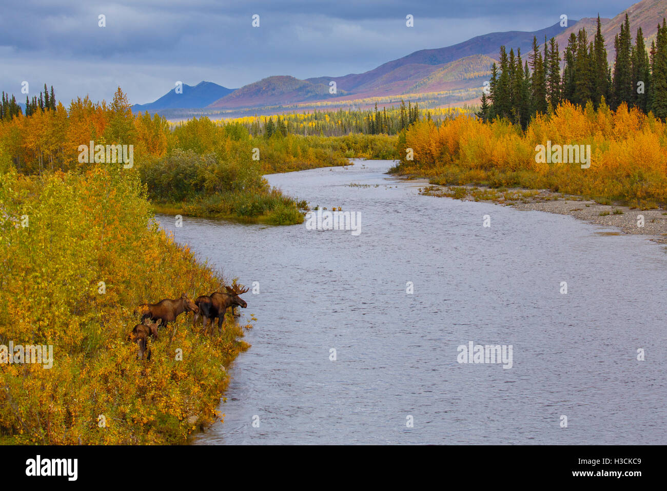 Elche in den Herbstfarben entlang der Dalton Highway, Alaska. Stockfoto