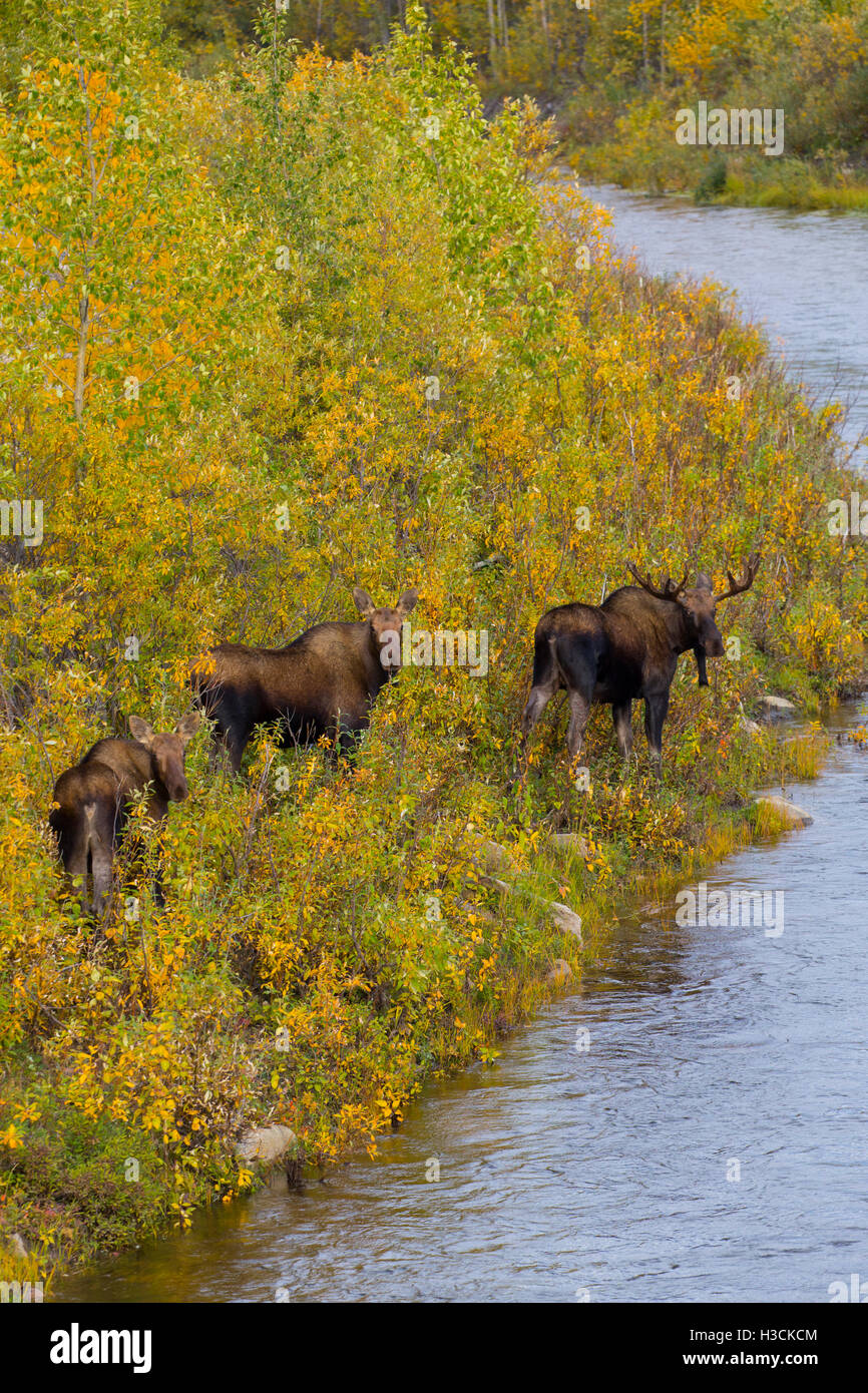Elche in den Herbstfarben entlang der Dalton Highway, Alaska. Stockfoto
