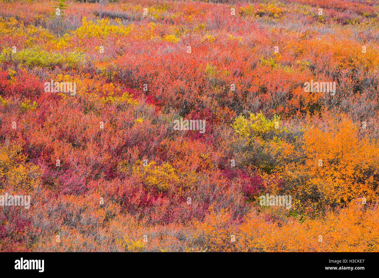 Herbstfarben entlang der Dalton Highway, Alaska. Stockfoto