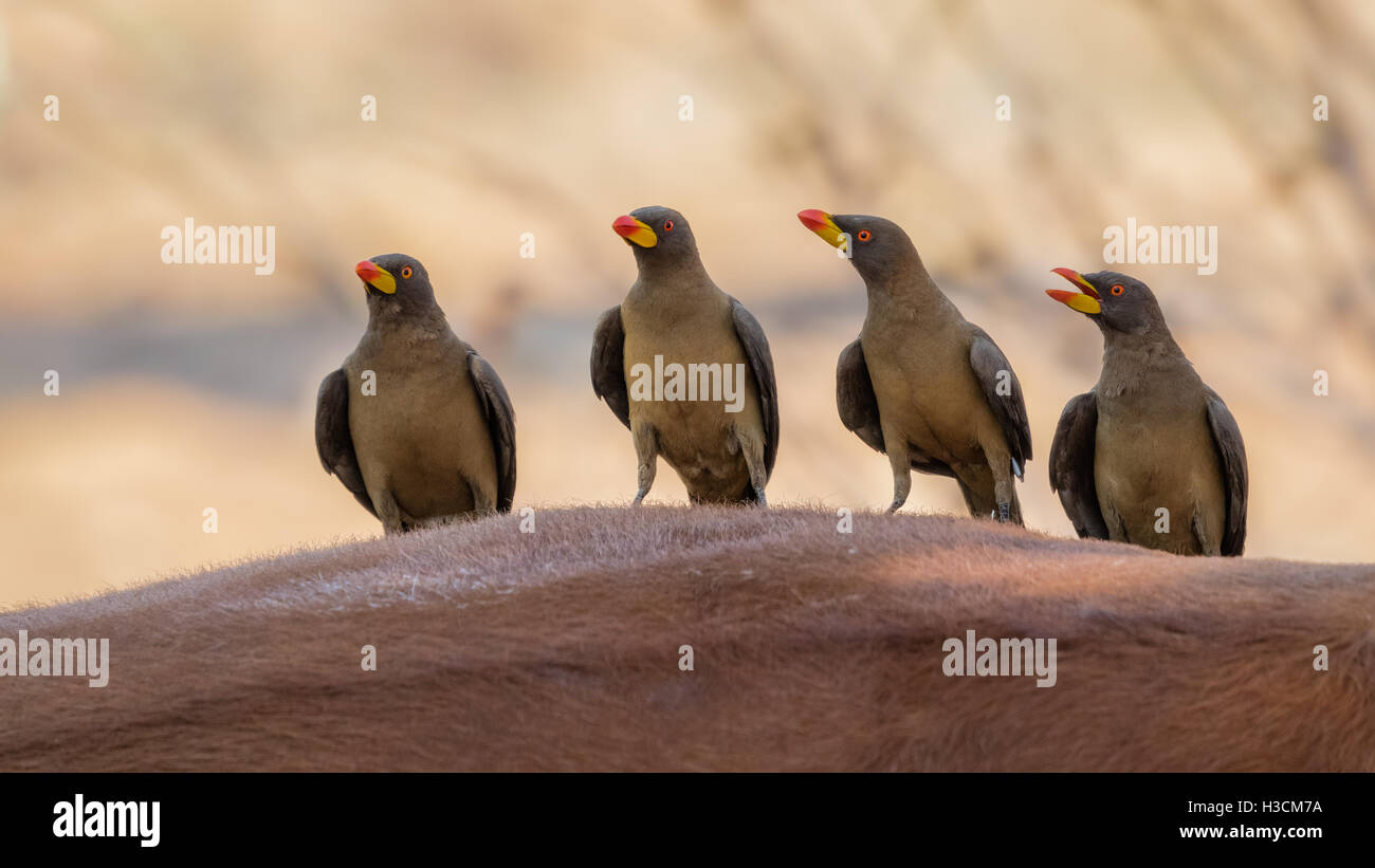 Vier gelbe abgerechneten Oxpeckers Überblick über die Landschaft von ihrer Barsch auf der Rückseite eine braune Kuh. Stockfoto