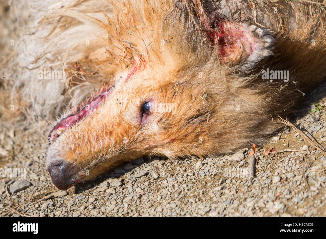 Verletzten und schmutzig Collie Hund auf dem Boden liegend Stockfoto