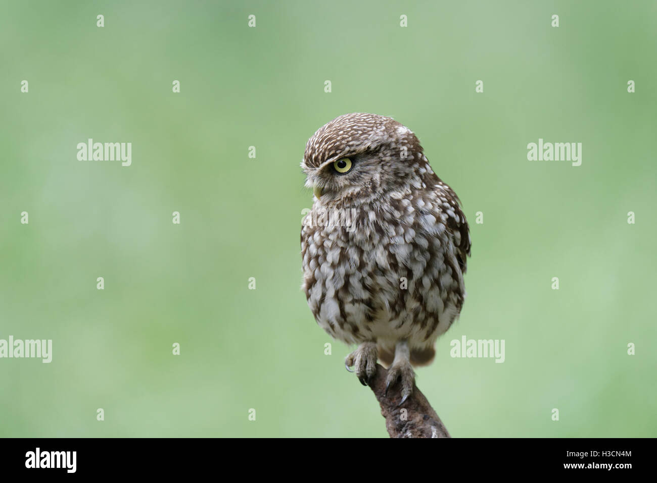 wilde thront Steinkauz Jagd nach Insekten East Yorkshire Stockfoto