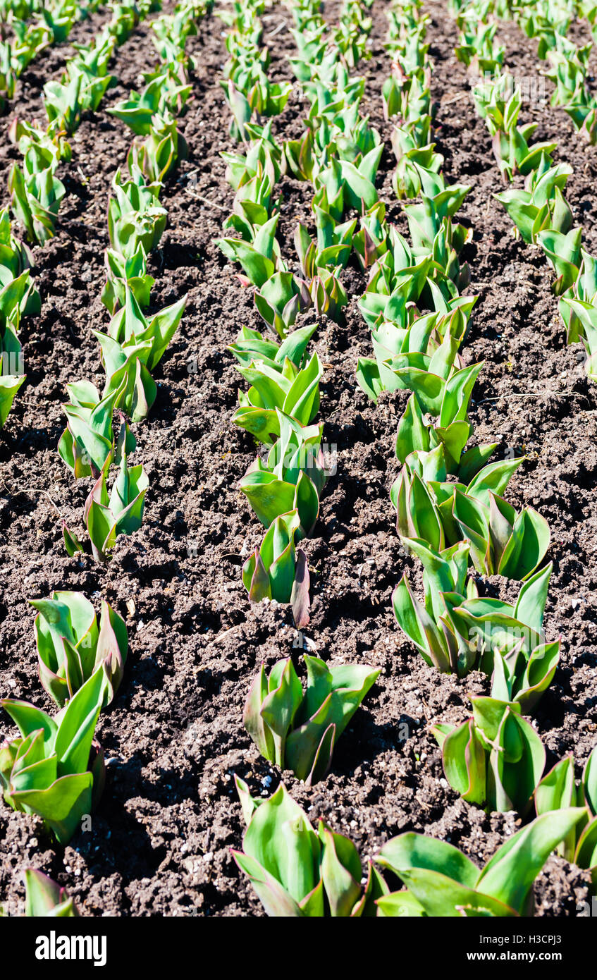 Reihen von grüne Tulpe stammt aus fruchtbaren Boden, vertikale Zusammensetzung. Stockfoto