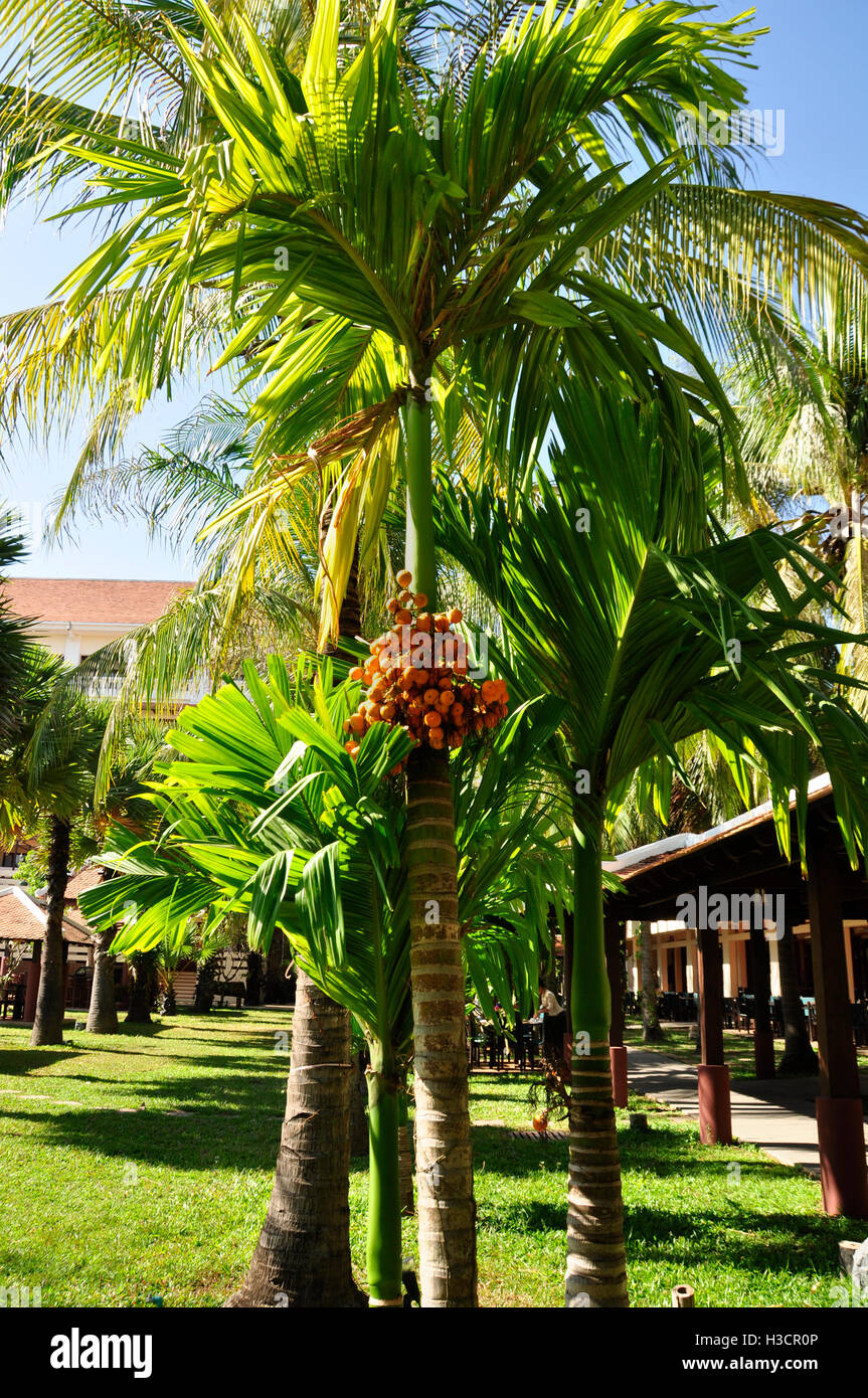 Gelee-Palme (Butia Capitata) Stockfoto