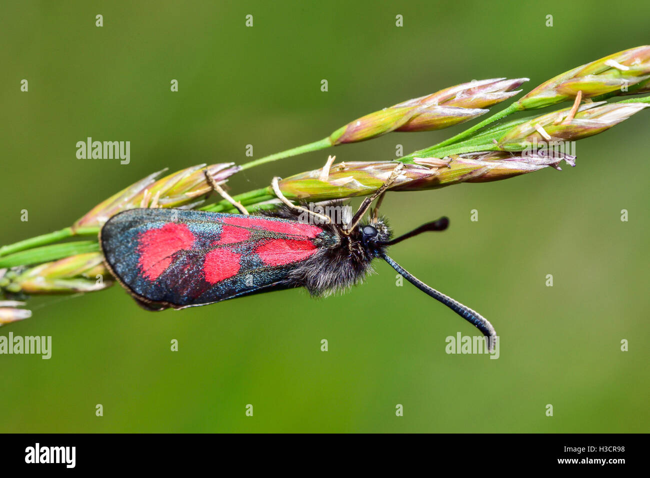 Schlanke Scotch Burnet Stockfoto